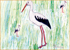 dessin_paa