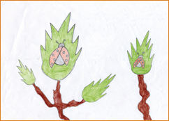 dessin_paa